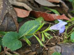 Bonnaya ruelloides