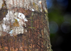 Draco quinquefasciatus