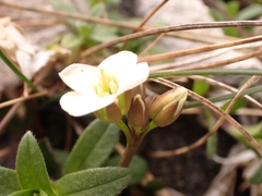 Cardamine magnifica