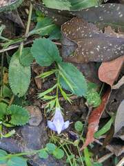 Bonnaya ruelloides