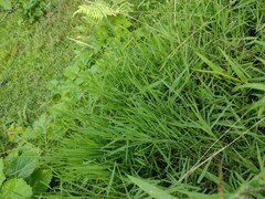 Paspalum scrobiculatum