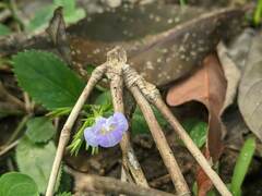 Bonnaya ruelloides