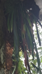 Haplopteris elongata