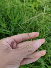 Paspalum scrobiculatum