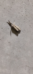 Crambus pascuella
