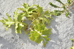 Sonchus grandifolius