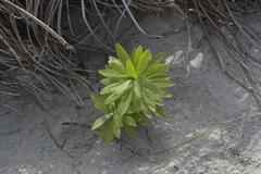 Euphorbia glauca