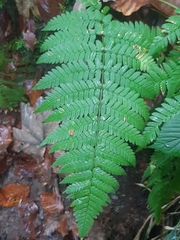 Dryopteris remota