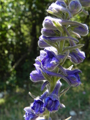 Delphinium fissum