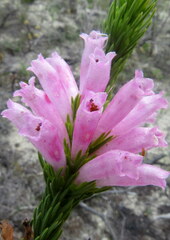 Erica viscaria
