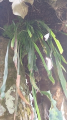 Haplopteris elongata