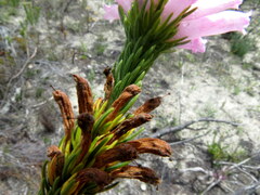 Erica viscaria