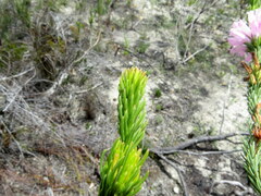 Erica viscaria