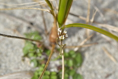 Cardamine corymbosa