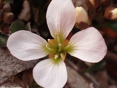 Cardamine magnifica