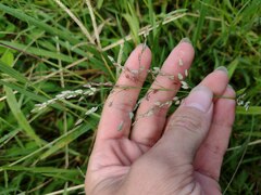 Eragrostis unioloides