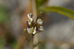 Cardamine corymbosa