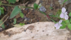 Murdannia loriformis