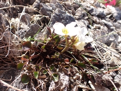 Cardamine magnifica