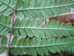 Dryopteris remota