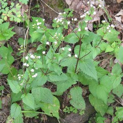 Ageratina rothrockii