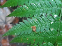 Dryopteris remota
