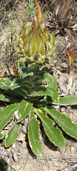 Berkheya armata