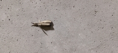 Crambus pascuella