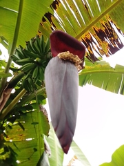 Musa