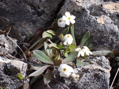 Myosotis colensoi