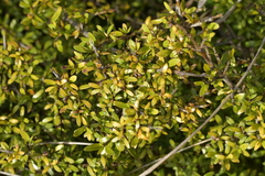 Coprosma propinqua