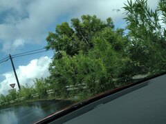 Phyllostachys nigra henonis