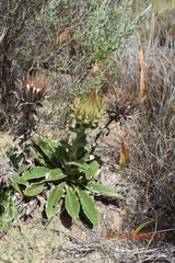 Berkheya armata
