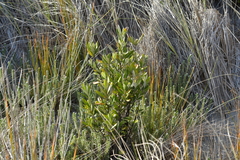 Corokia macrocarpa