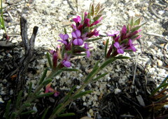 Muraltia satureioides