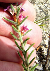 Muraltia satureioides