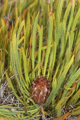 Protea denticulata