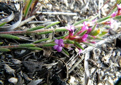 Muraltia satureioides