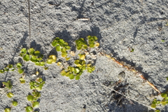 Lobelia angulata