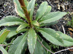 Berkheya herbacea