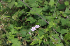 Geranium flanaganii
