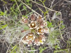 Asclepiadinae