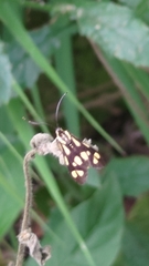Zeuxippa formosa