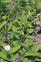 Helichrysum allioides