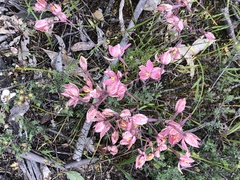 Thelymitra × macmillanii