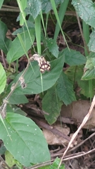 Zeuxippa formosa