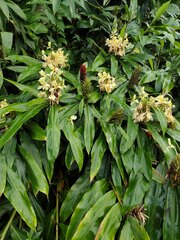 Hedychium flavescens