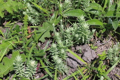 Helichrysum herbaceum