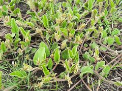 Ipomoea oblongifolia