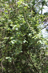 Helinus integrifolius